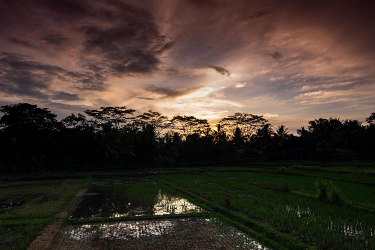 Ulun Desa #beautiful In Ricefield Area